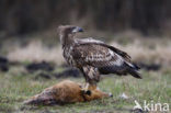 Zeearend (Haliaeetus albicilla)