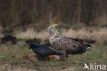 Zeearend (Haliaeetus albicilla)