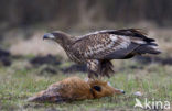 Zeearend (Haliaeetus albicilla)