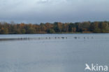 Aalscholver (Phalacrocorax carbo)