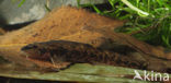 Bermpje (Barbatula barbatula