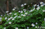 Bosanemoon (Anemone nemorosa)