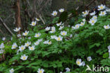 Bosanemoon (Anemone nemorosa)