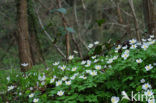 Bosanemoon (Anemone nemorosa)