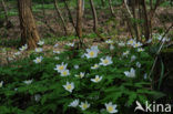 Bosanemoon (Anemone nemorosa)