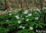 Bosanemoon (Anemone nemorosa)