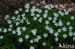 Bosanemoon (Anemone nemorosa)