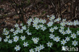 Bosanemoon (Anemone nemorosa)