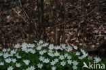 Bosanemoon (Anemone nemorosa)