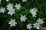 Bosanemoon (Anemone nemorosa)