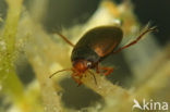 Hydroporus erythrocephalus