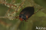 Hydroporus erythrocephalus