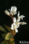 Krentenboompje (Amelanchier spec.)