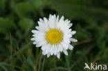 Madeliefje (Bellis perennis)