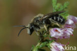 Matte bandgroefbij (Lasioglossum leucozonium)