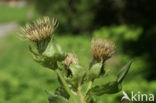 Moesdistel (Cirsium oleraceum)