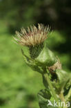 Moesdistel (Cirsium oleraceum)