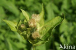 Moesdistel (Cirsium oleraceum)