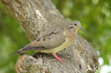 Oorvlekduifje (Zenaida auriculata)