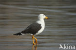 Simeonsmeeuw (Larus belcheri)