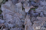 Zomereik (Quercus robur)