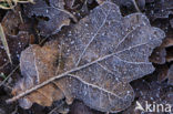 Zomereik (Quercus robur)