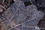 Zomereik (Quercus robur)