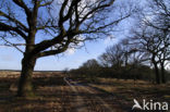 Zomereik (Quercus robur)