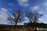 Zomereik (Quercus robur)