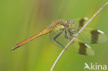 Bandheidelibel (Sympetrum pedemontanum) 