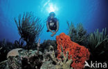 Bonaire National Marine Park