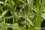 Bosbies (Scirpus sylvaticus)