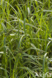 Bosbies (Scirpus sylvaticus)