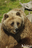 Bruine beer (Ursus arctos)