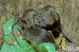 Bruine rat (Rattus norvegicus)