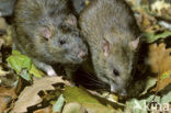 Bruine rat (Rattus norvegicus)