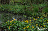 Dotterbloem (Caltha palustris)