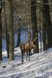 Edelhert (Cervus elaphus)