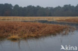 Geeneindsche heide