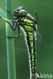 Glassnijder (Brachytron pratense) 