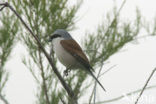 Grauwe Klauwier (Lanius collurio) 