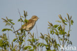 Grauwe Klauwier (Lanius collurio) 