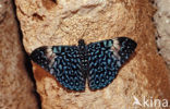 Grey Cracker (Hamadryas februa)