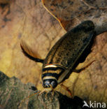 Grote gegroefde waterkever