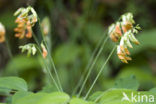 Hokjespeul (Astragalus glycyphyllos)