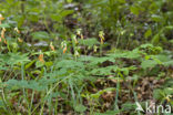 Hokjespeul (Astragalus glycyphyllos)