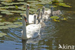 Knobbelzwaan (Cygnus olor)