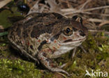 Knoflookpad (Pelobates fuscus) 