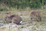 Konijn (Oryctolagus cuniculus) 