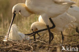 Lepelaar (Platalea leucorodia)